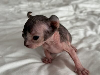 Just Born Sphynx Kittens TICA Purebred