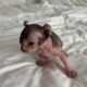 Just Born Sphynx Kittens TICA Purebred