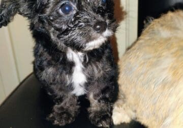 Poodle mix