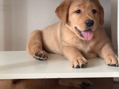 Heartfelt Love Labradors