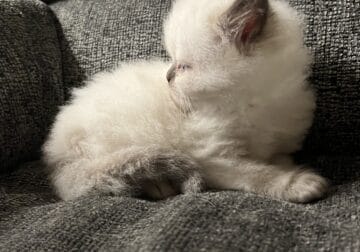Seal point male kitten