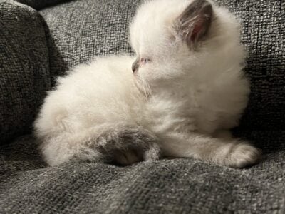 Seal point male kitten