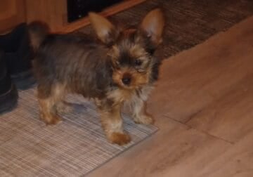 Yorkie puppies