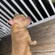 American pocket bully
