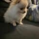 Puppy Pomeranian