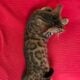 BENGAL CAT EUROPEAN BLOODLINES!