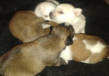 3/4 chihuahua puppies for rehoming