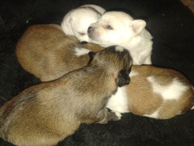 3/4 chihuahua puppies for rehoming