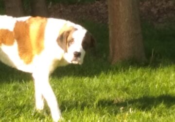 St. Bernard for sale