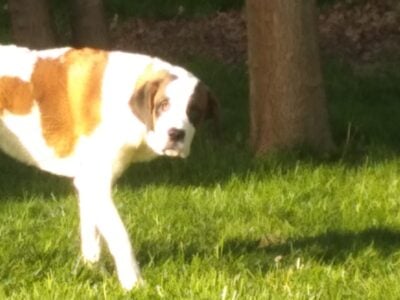 St. Bernard for sale