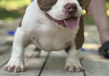 Pocket Bully Male puppies