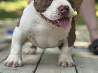 Pocket Bully Male puppies