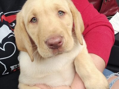 Labrador retriever puppies