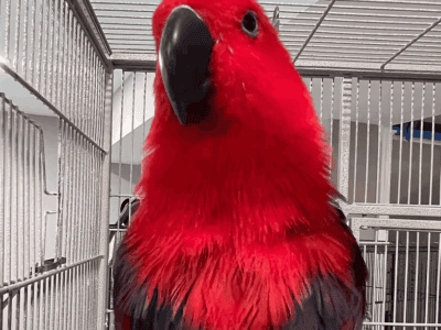 4-Year-Old Female Eclectus – Ruby