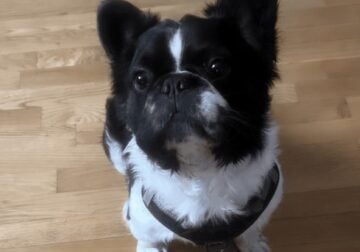 Male and female Fluffy French Bulldog