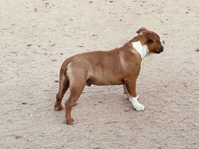 Standard American Bully