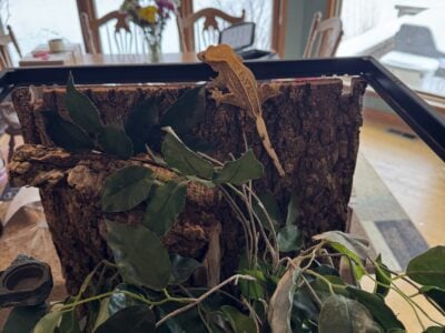 Crested gecko