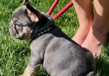 Frenchie Puppies
