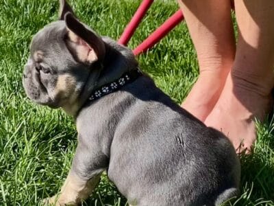 Frenchie Puppies