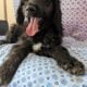 Golden Doodles F1 Standard