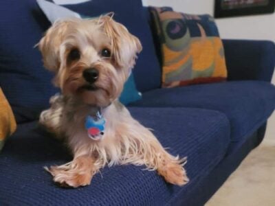 Six year old Yorkie needs a loving home
