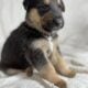 Shollie puppies