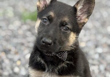 Jeanette-Female-Black