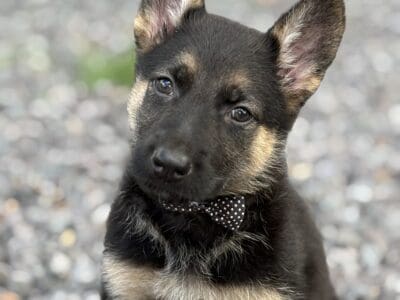 Jeanette-Female-Black