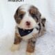 Mini Bernedoodle Mason