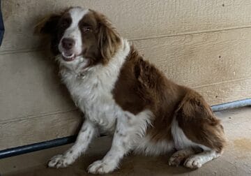 Karla – full grown registered Mini Australian Shep