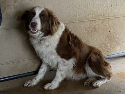 Karla – full grown registered Mini Australian Shep