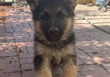 German shepherd puppy