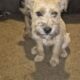 LOOK — ONLY 2 LEFT! Unique Boxer/Terrier Mix Puppi
