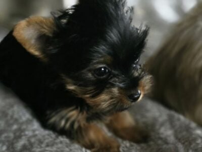 Tea cup Yorkies ready to find their forever homes
