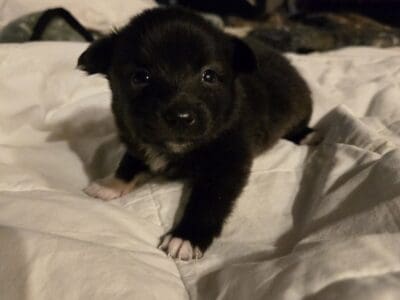 Chimo Puppies