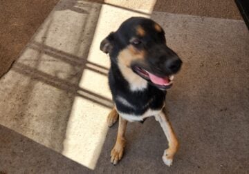 Year old male shepherd needs a good home