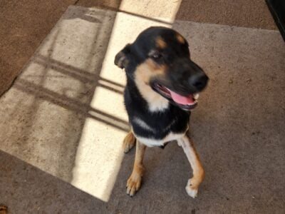 Year old male shepherd needs a good home