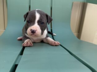 Healthy & Loving Pitbull Puppies!