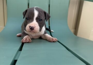 Healthy & Loving Pitbull Puppies!