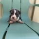 Healthy & Loving Pitbull Puppies!