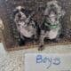 Six french bulldog puppies for sale