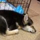 Shiba Inu Puppy For Sale