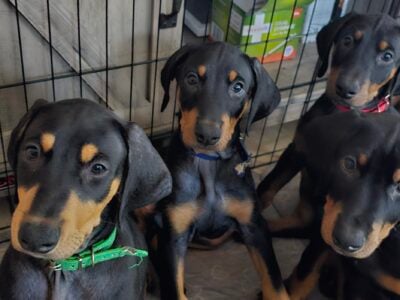 DOBERMAN PINSCHER FOR REHOMING