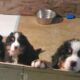 Bernese Mt Dogs Pups