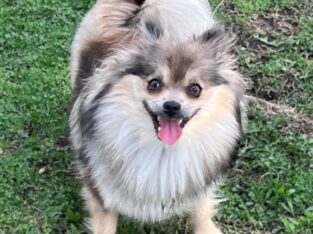 Big Beautiful Pure Bred Pomeranian
