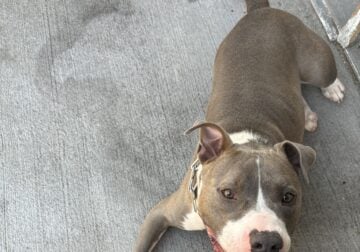 Re-home 1 1/2 Year old Boy Pitbull