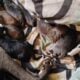 American Staffordshire bull terrier puppies availa