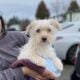 Tibetan Terrier Female Puppy