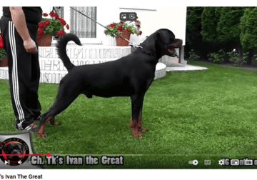 AKC Rottweiler Puppy Ch for sale 4 months old