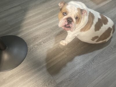 English Bulldog for Sale (5yrs old)